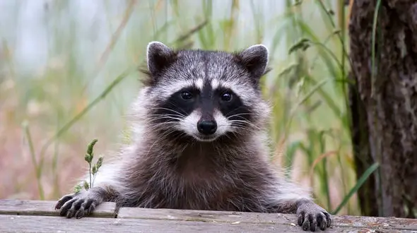 فیلم بامزه ترین دزدی جهان / حتما ببینید !