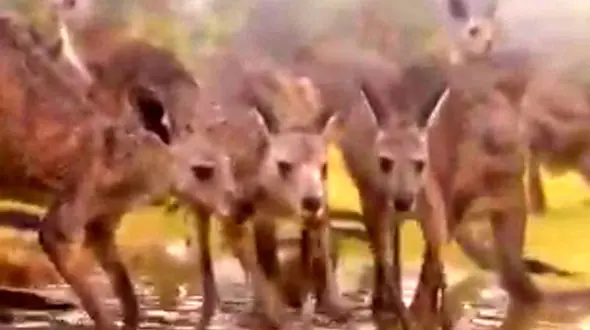 فیلم جان گرفتن دوباره طبیعت و حیات وحش استرالیا