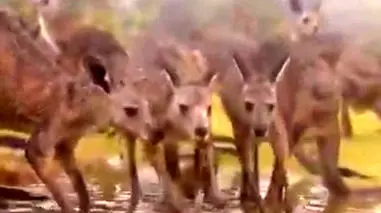 فیلم جان گرفتن دوباره طبیعت و حیات وحش استرالیا