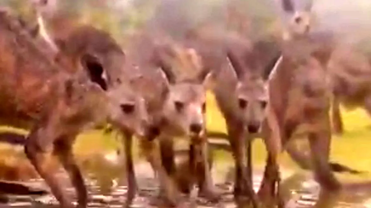 فیلم جان گرفتن دوباره طبیعت و حیات وحش استرالیا