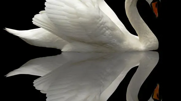 از عاشقانه قو تا بی رحمی اسب 