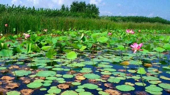 برنامه ریزی مالکیت مناطق چهارگانه برای سازمان محیط زیست /سازمان در بهره برداری از تالاب ها و املاک قائم مقام قانونی است