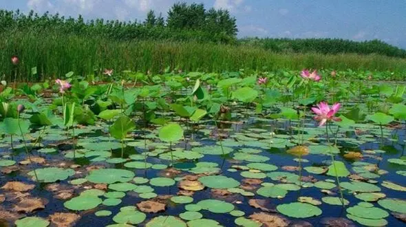 برنامه ریزی مالکیت مناطق چهارگانه برای سازمان محیط زیست /سازمان در بهره برداری از تالاب ها و املاک قائم مقام قانونی است