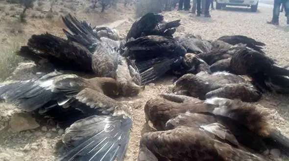 مقصر مرگ عقاب‌ها کیست ؟! / مردم یا مسئولان؟ + عکس
