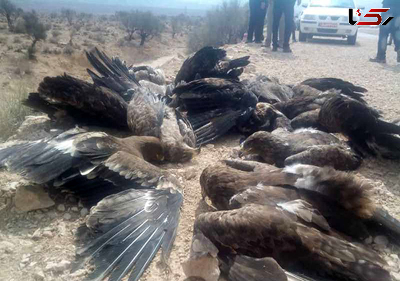 مقصر مرگ عقاب‌ها کیست ؟! / مردم یا مسئولان؟ + عکس
