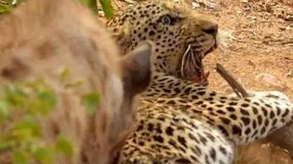 فیلم کفتارها پلنگ وحشی را  زجرکش کردند  ! / گریه های فیلمبردار !