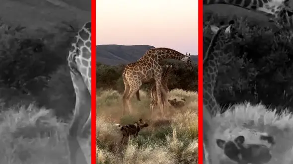فیلم حمله سگ های وحشی به زرافه و بچه‌اش