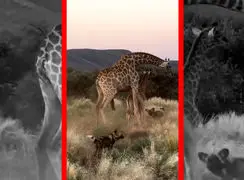 فیلم حمله سگ های وحشی به زرافه و بچه‌اش