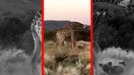 فیلم حمله سگ های وحشی به زرافه و بچه‌اش