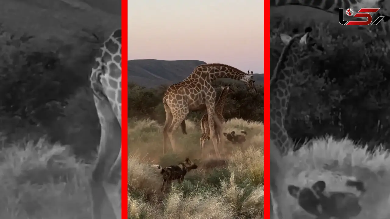 فیلم حمله سگ های وحشی به زرافه و بچه‌اش