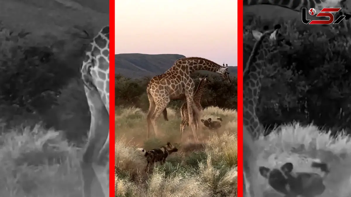 فیلم حمله سگ های وحشی به زرافه و بچه‌اش