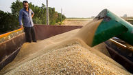 بیش از 72 تن گندم احتکار شده در قروه کشف شد