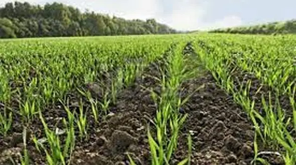 آغاز کشت پاییزه گندم و جو در اردبیل / هر روز تاخیر در کشت یک درصد از محصول را کاهش می دهد