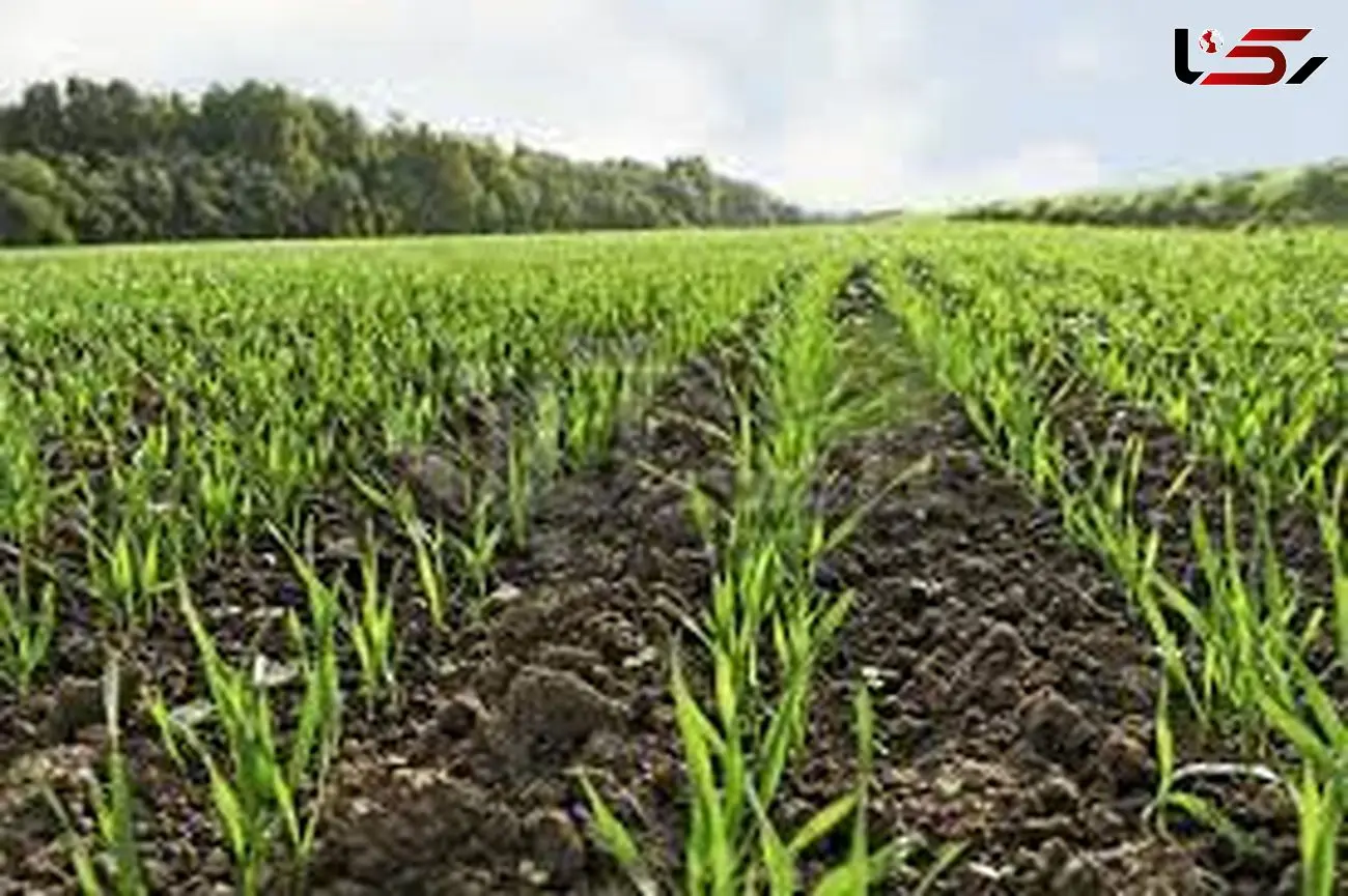 آغاز کشت پاییزه گندم و جو در اردبیل / هر روز تاخیر در کشت یک درصد از محصول را کاهش می دهد