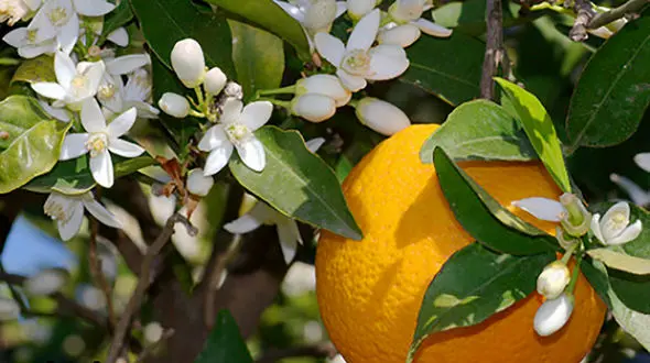 دیازپام طبیعی به نام بهار نارنج 