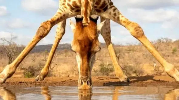 راز شگفت‌ انگیز قد بلند زرافه‌ ها چیست؟
