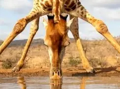 راز شگفت‌ انگیز قد بلند زرافه‌ ها چیست؟