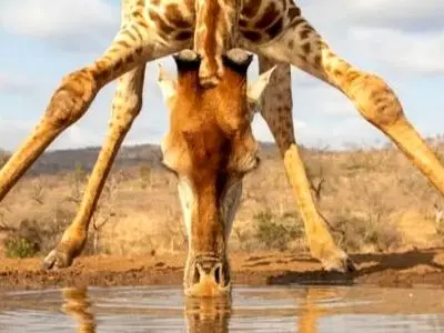 راز شگفت‌ انگیز قد بلند زرافه‌ ها چیست؟