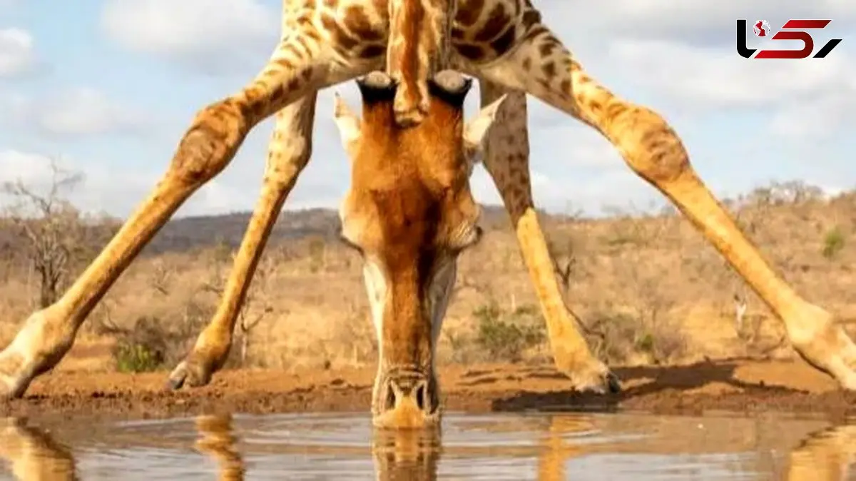 راز شگفت‌ انگیز قد بلند زرافه‌ ها چیست؟