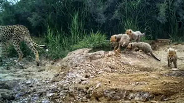 مشاهده همزمان 5 توله یوز در توران/ احتمالا مهشاد و فرزندانش هستند + فیلم