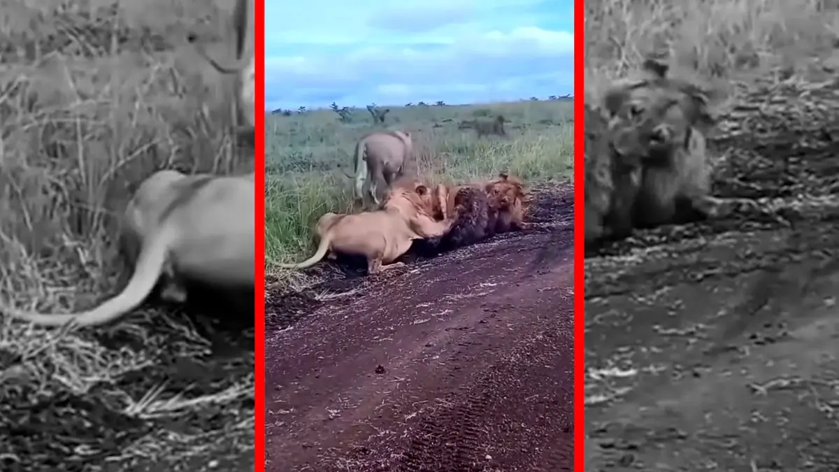 فیلم محاصره کفتار توسط شیرها