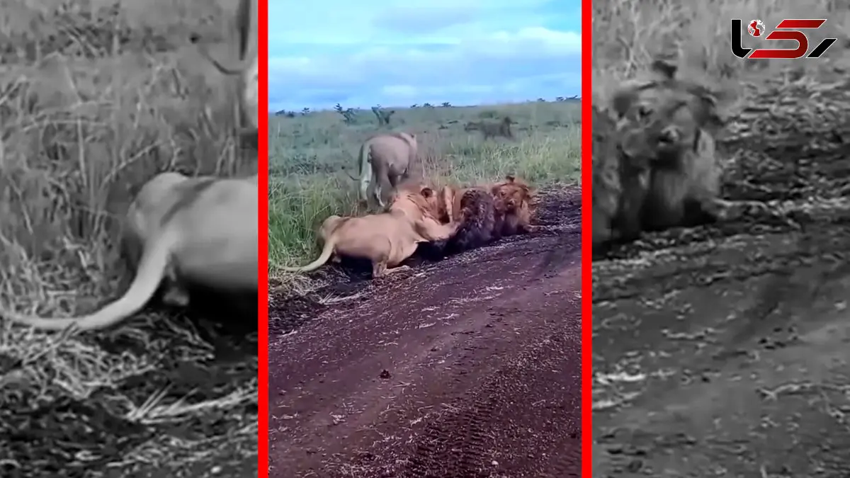 فیلم محاصره کفتار توسط شیرها