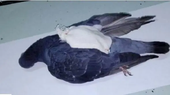 کبوتر قاچاقچی به ضرب گلوله پلیس کشته شد!