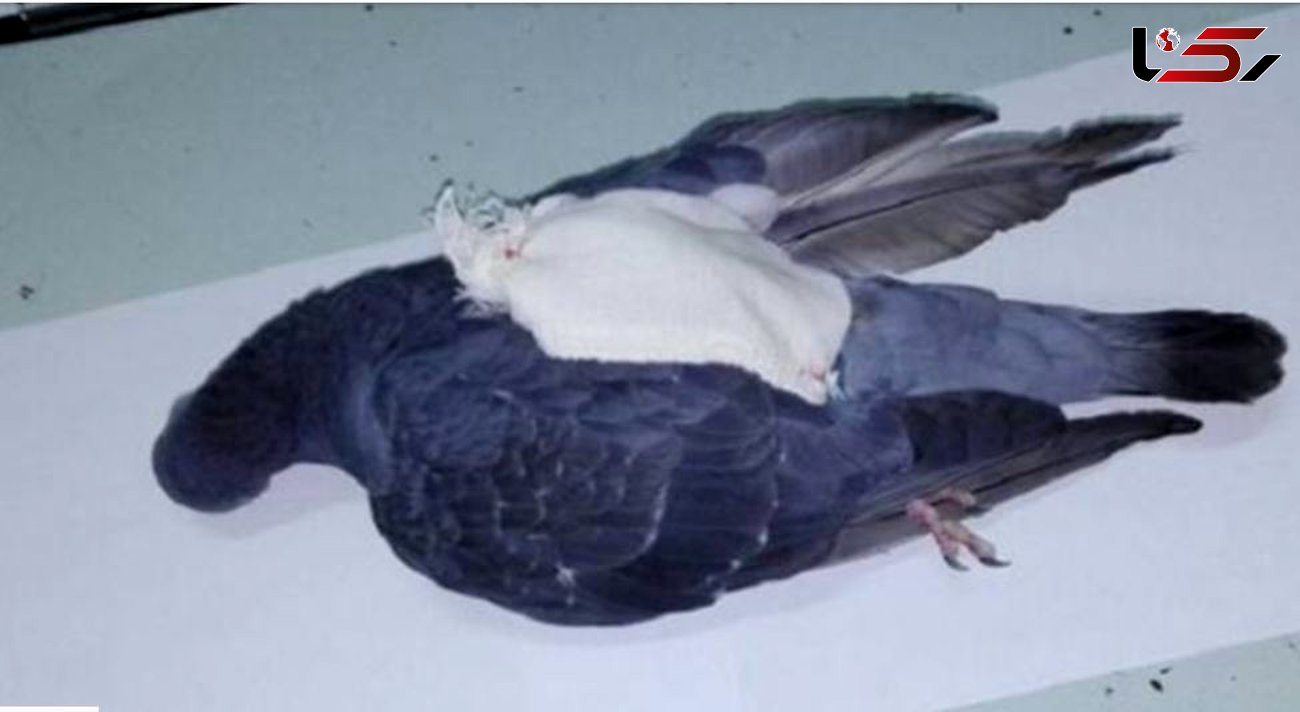 کبوتر قاچاقچی به ضرب گلوله پلیس کشته شد!