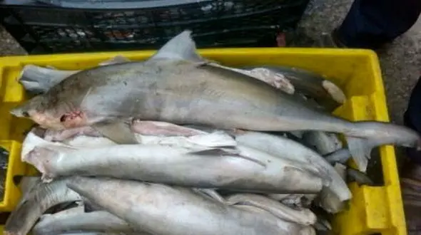 کشف و معدوم سازی بیش از یک تُن ماهی کوسه در نیشابور