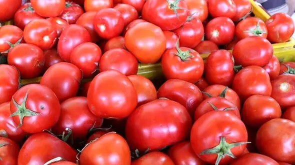 عوارض و فواید مصرف گوجه فرنگی 