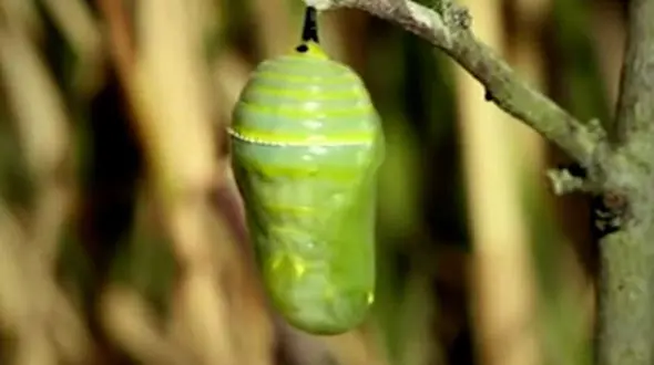 فیلم مراحل تبدیل کرم ابریشم به پروانه