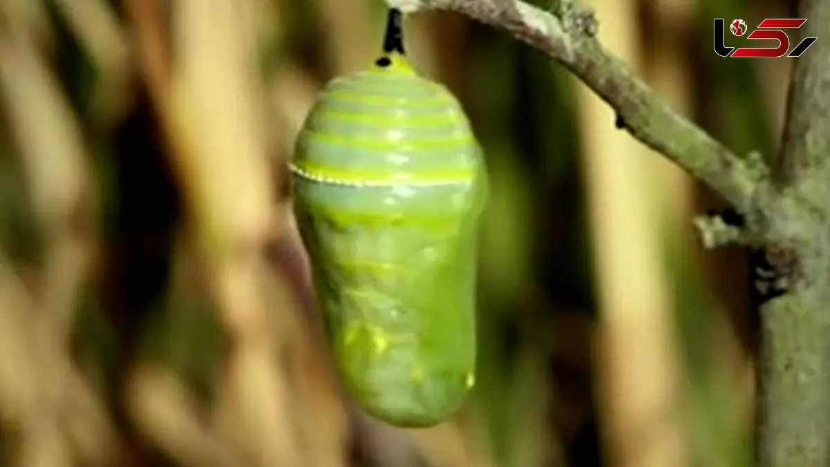 فیلم مراحل تبدیل کرم ابریشم به پروانه