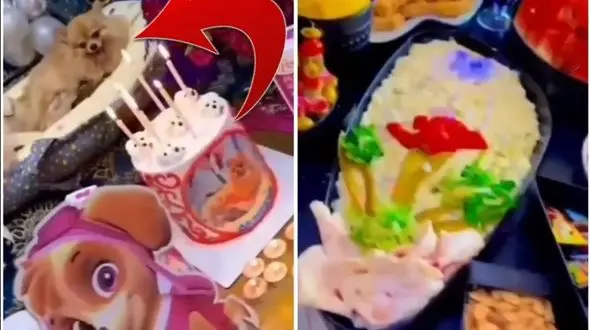 جشن  میلیاردی زایمان سگ در ایران ! / این سگ از خیلی ها خوشبخت تره !