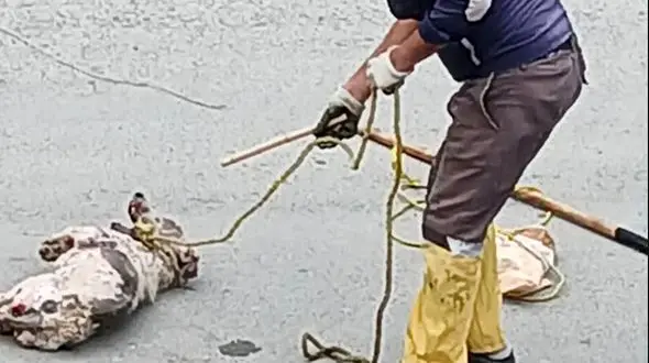 فیلم /  رفتار بی رحمانه و دلخراش از حیوان آزاری مرد سنگدل با یک سگ 