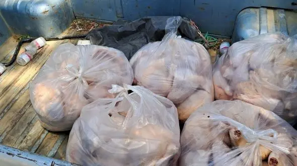 رازگشایی از 90  کیلو مرغ در ماشین مسافربری / در مریوان کشف شد