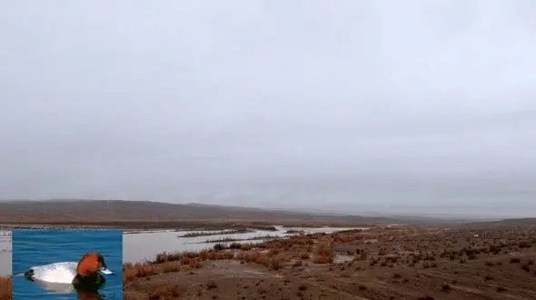 رویدادی شگفت‌انگیز / بازگشت دوباره پرنده ای نادر به ایران