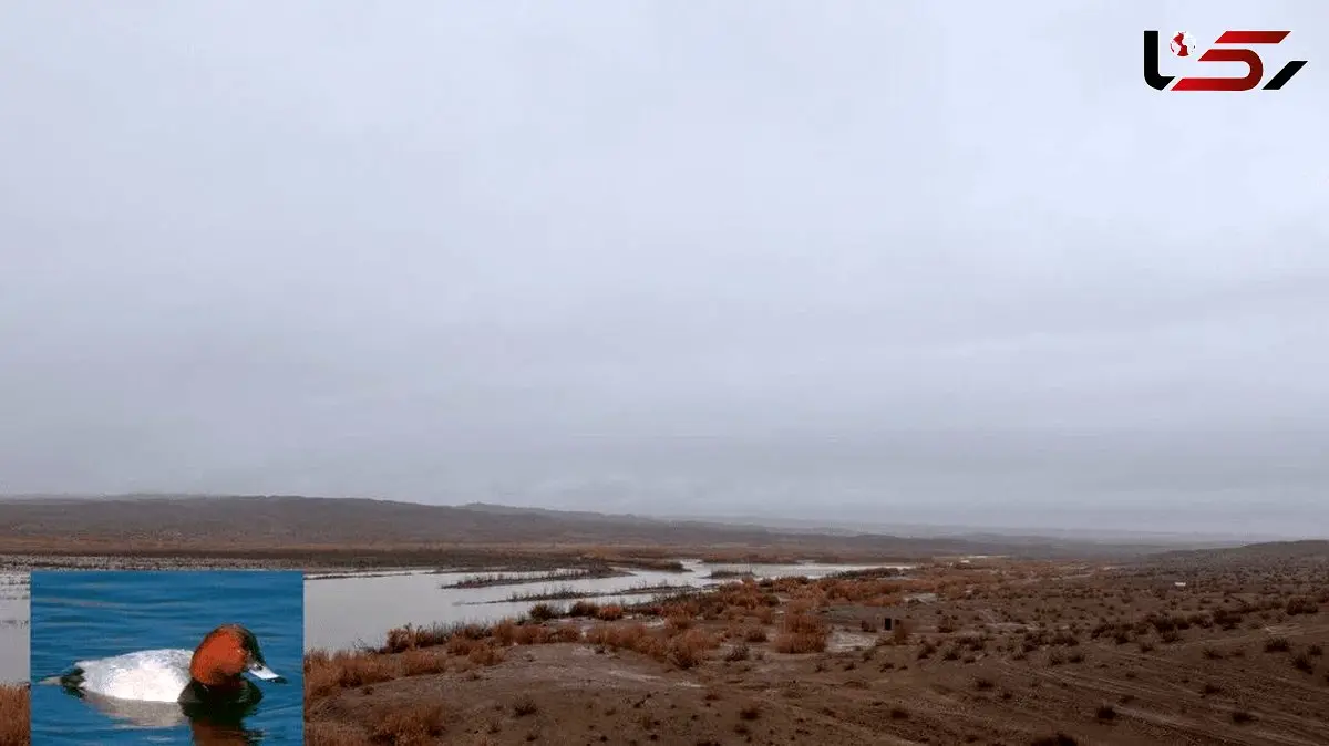 رویدادی شگفت‌انگیز / بازگشت دوباره پرنده ای نادر به ایران