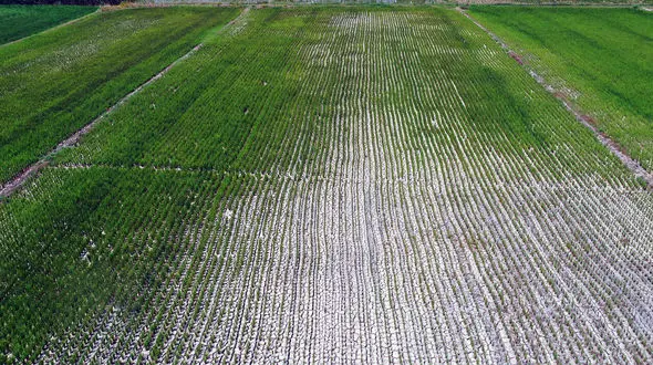  شالیکاران تا چند سال آینده به جز مصرف خودشان برنجی برای فروش نخواهند داشت