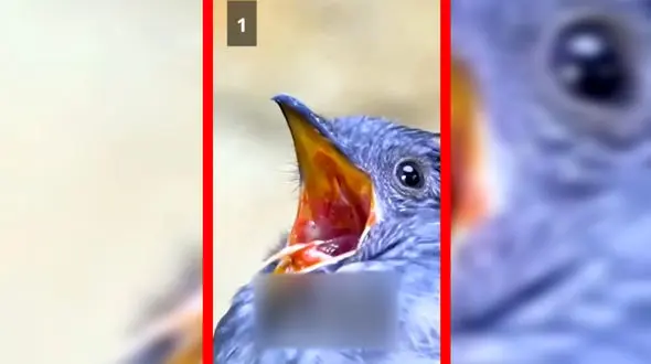 فیلم منبع صداهای ترسناک جنگل