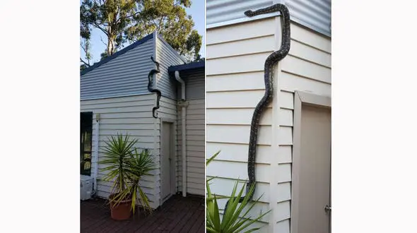لحظه حمله وحشتناک مار پیتون به  یک خانه + تصاویر