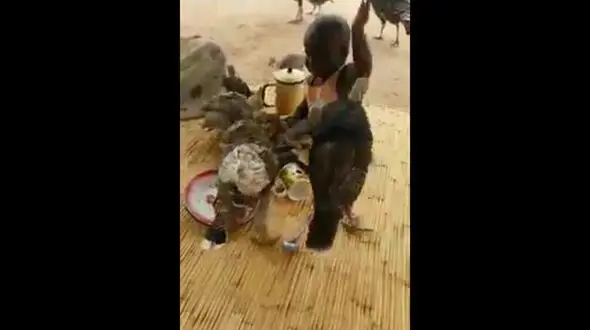 فیلم باورنکردنی از جدال یک کودک با پرندگان برای حفظ وعده ناهارش+تصاویر