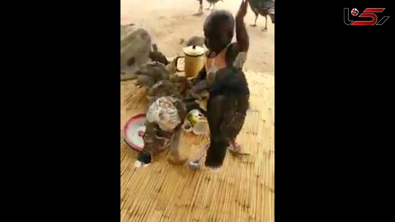 فیلم باورنکردنی از جدال یک کودک با پرندگان برای حفظ وعده ناهارش+تصاویر