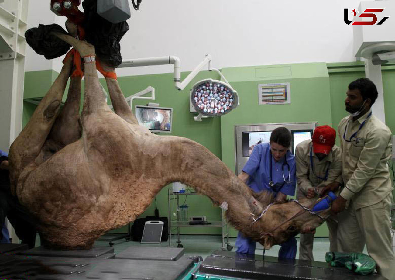 بیمارستان فوق تخصصی شترها در امارات + عکس