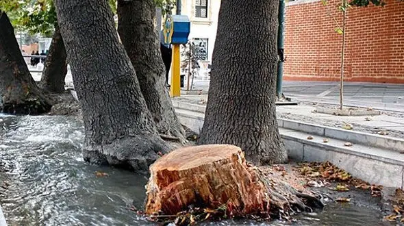 توضیحات شهرداری گرگان درباره قطع درختان 