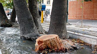 توضیحات شهرداری گرگان درباره قطع درختان 