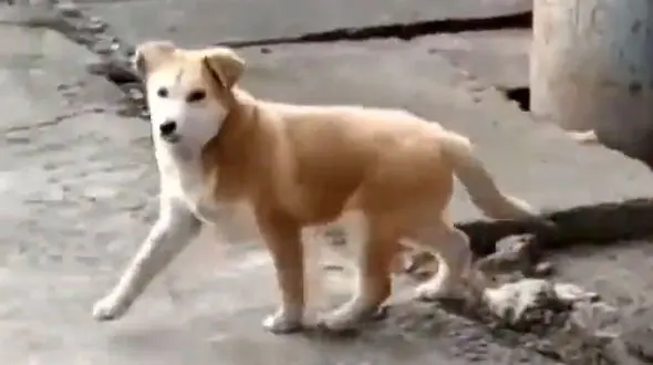 از پنهان شدن سگ بامزه بر روی ریل قطار تا میمون بی اعصاب