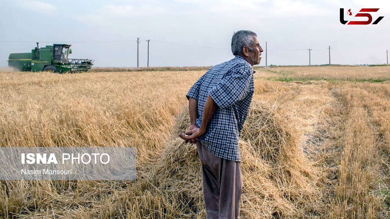 گندمکاران به ستوه آمده اند و جیبشان برای کشت آینده خالی است / طلب کشاورزان 4 ماه است که غیر قانونی پرداخت نشده است !