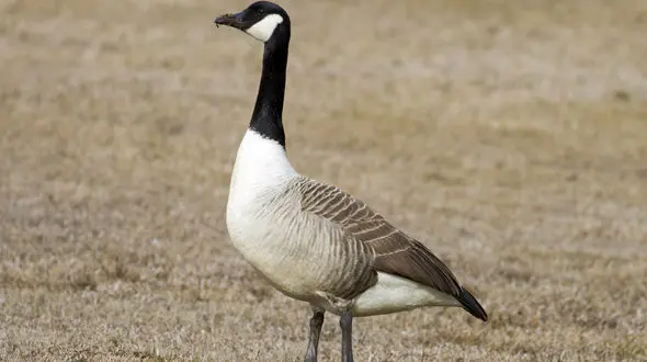 ببینید / لذت "غاز" بامزه از موتور سواری غاز+ فیلم