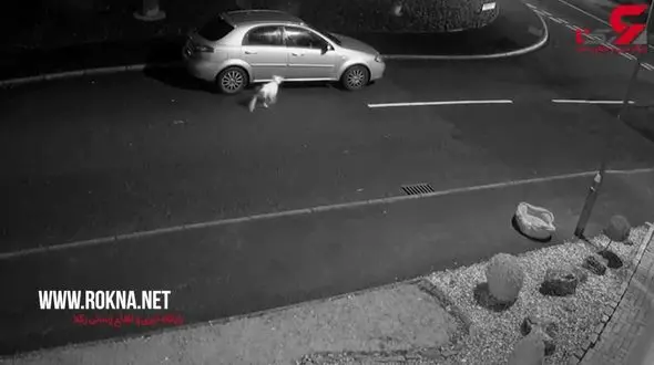 فیلم دردناک حیوان آزاری 