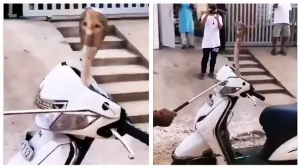 صحنه ترسناک در فرمان اسکوتر + فیلم